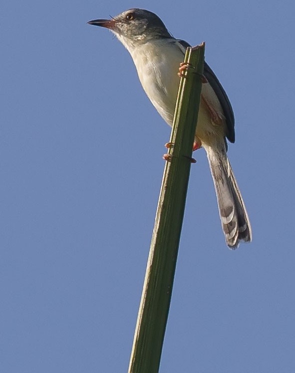 Plain Prinia - ML165706351