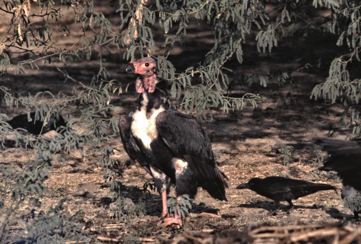 Red-headed Vulture - David Sutton
