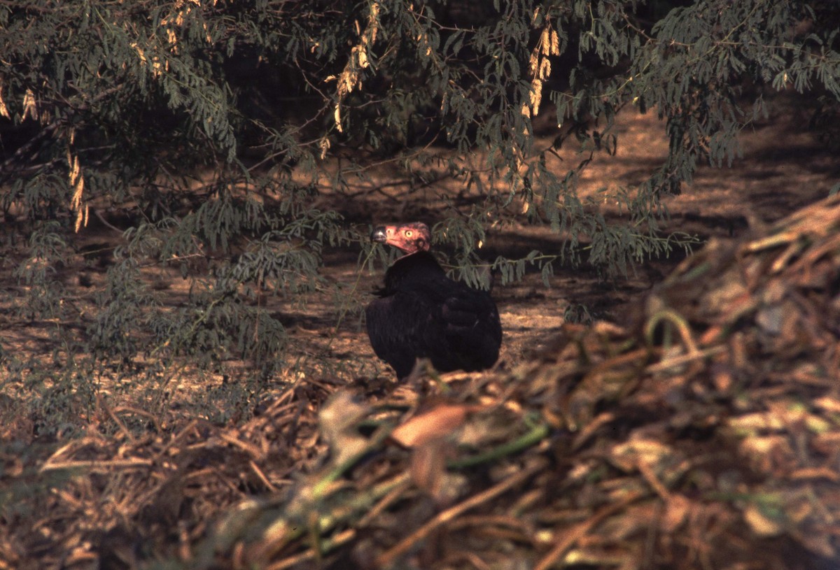 Red-headed Vulture - ML165707151