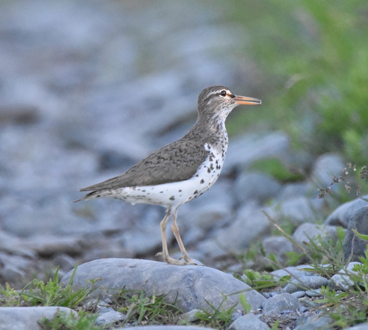 Spotted Sandpiper - ML165707321