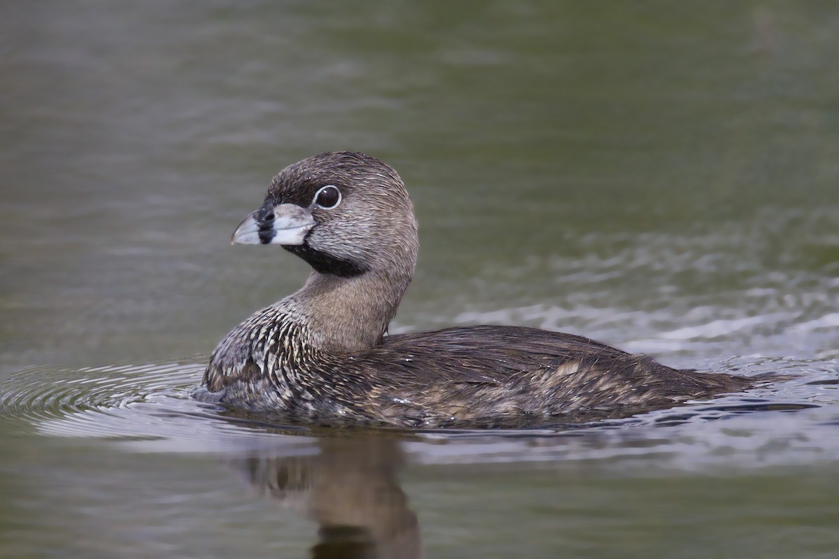 Pied-billed Grebe - pierre martin