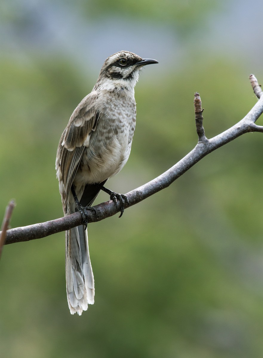 Long-tailed Mockingbird - ML165710971
