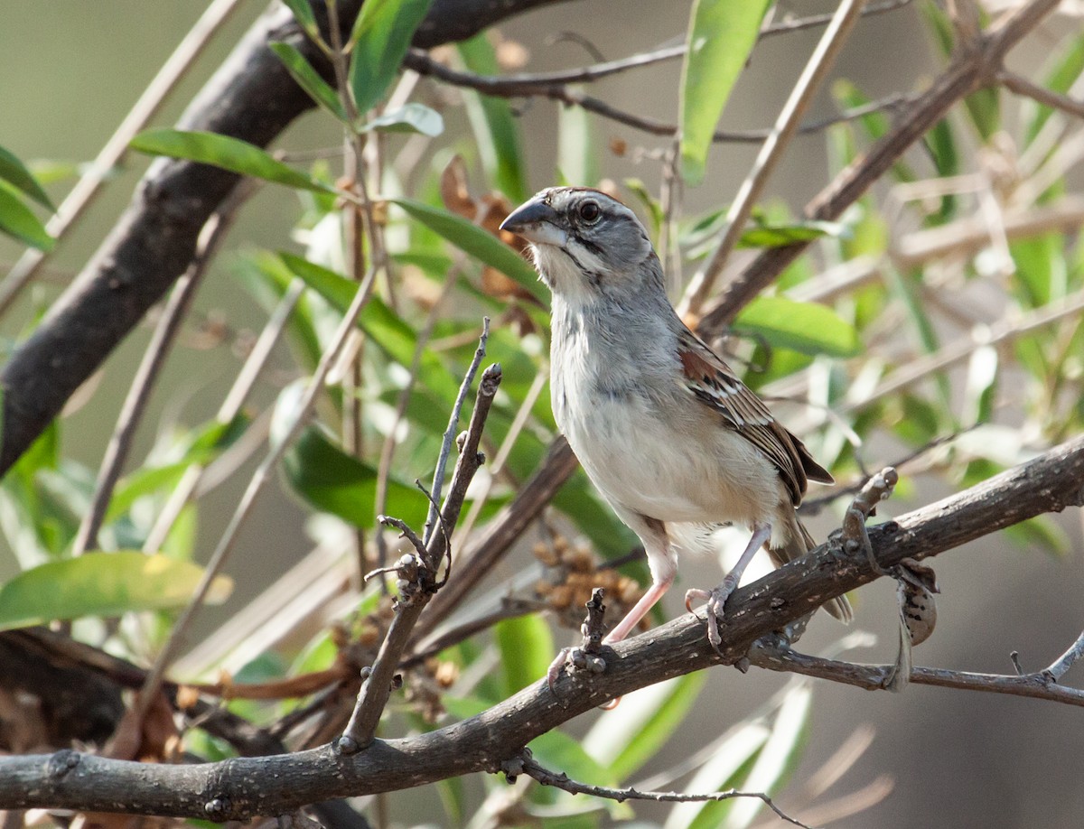 Tumbes Sparrow - ML165711361