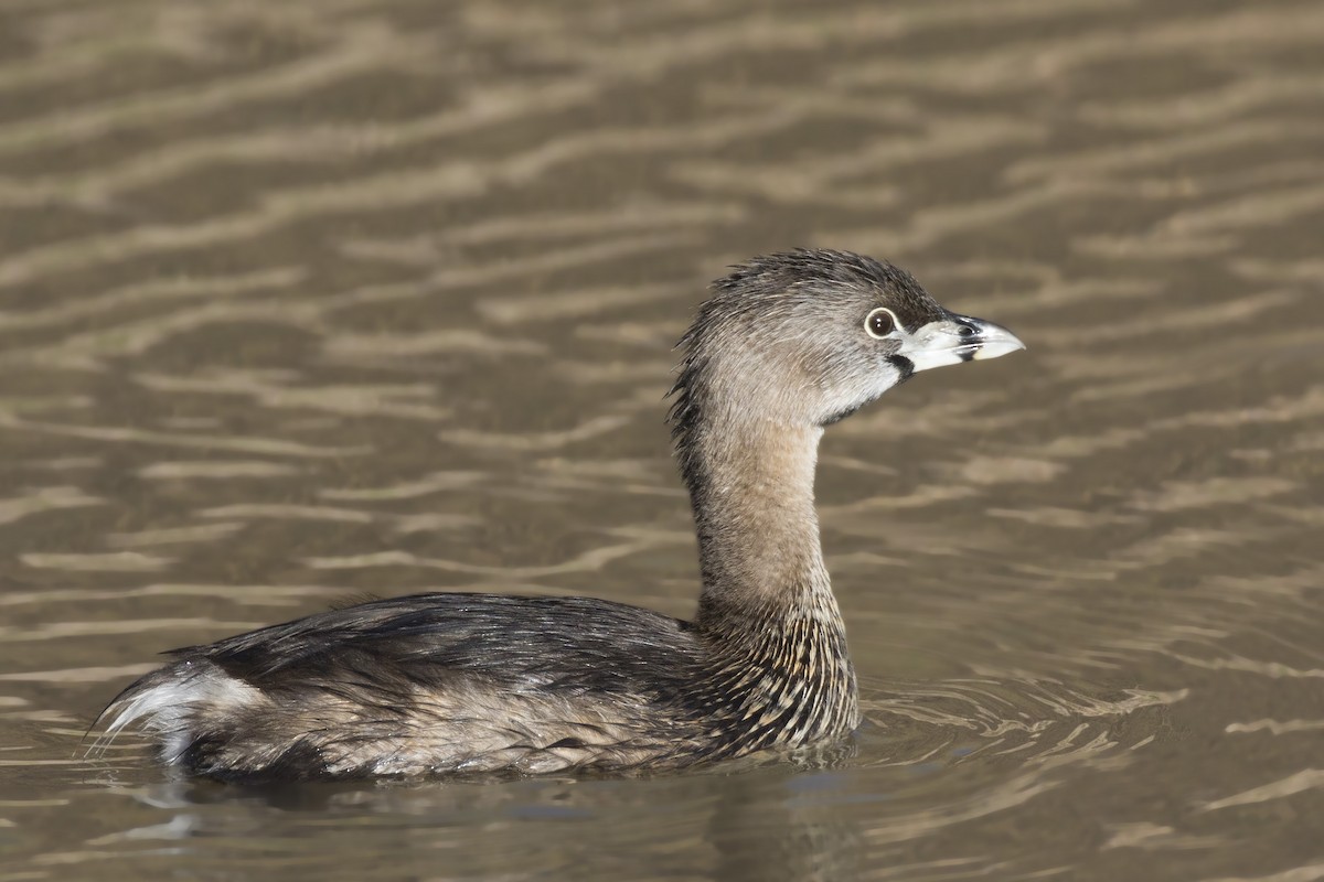 Pied-billed Grebe - pierre martin