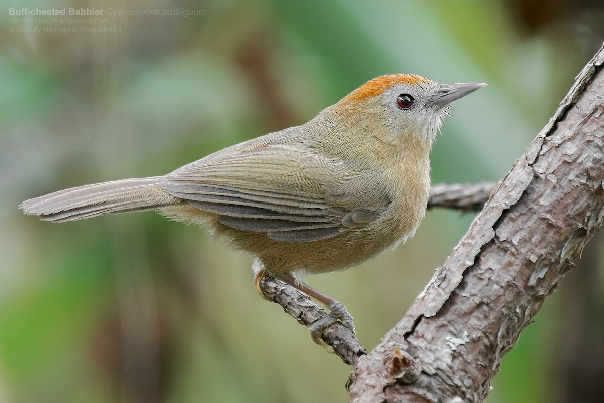 Rufous-fronted Babbler (Buff-chested) - Natthaphat Chotjuckdikul