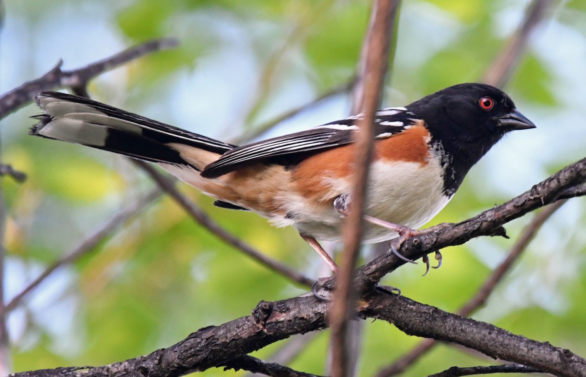 Spotted Towhee - ML165713241