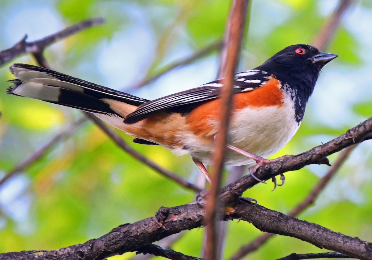 Spotted Towhee - ML165713251