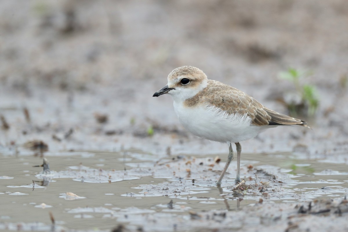 White-faced Plover - ML165714811