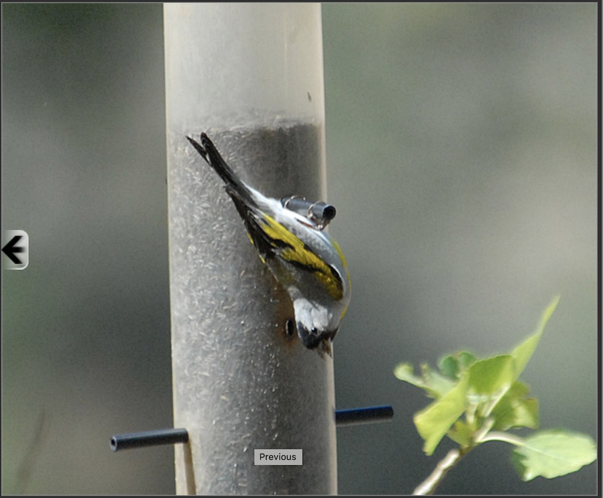 Lawrence's Goldfinch - ML165714831