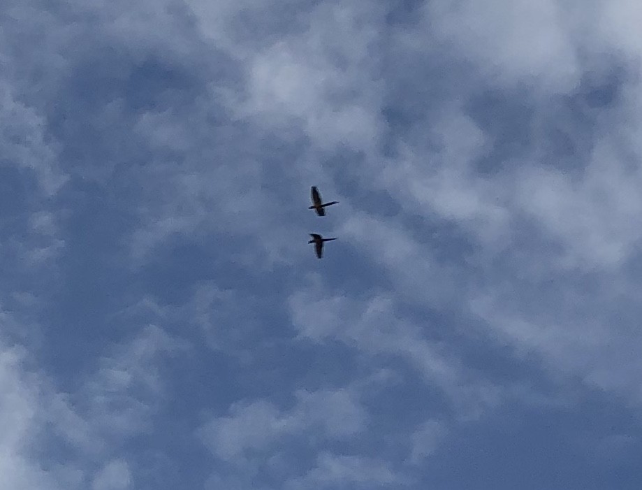 Blue-and-yellow Macaw - ML165714891