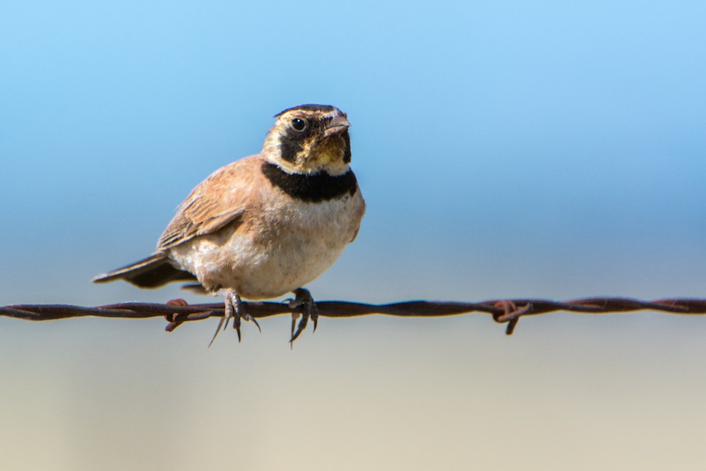 Horned Lark - ML165716451