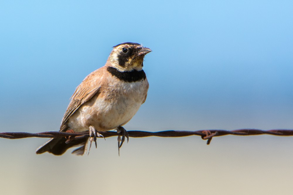 Horned Lark - Larry Jordan