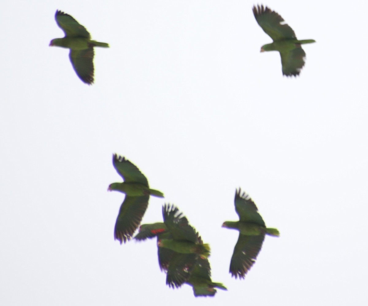 Lilac-crowned Parrot - Millie and Peter Thomas