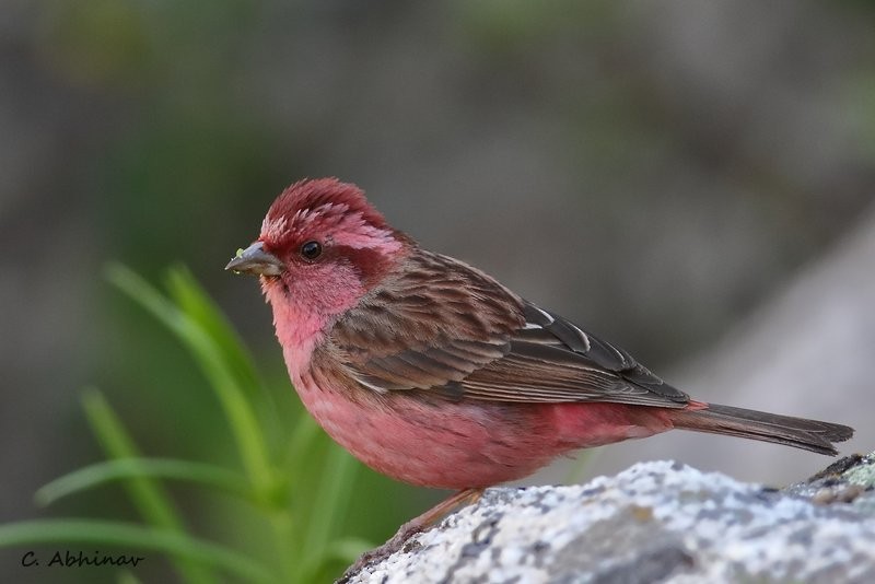 Pink-browed Rosefinch - C. Abhinav