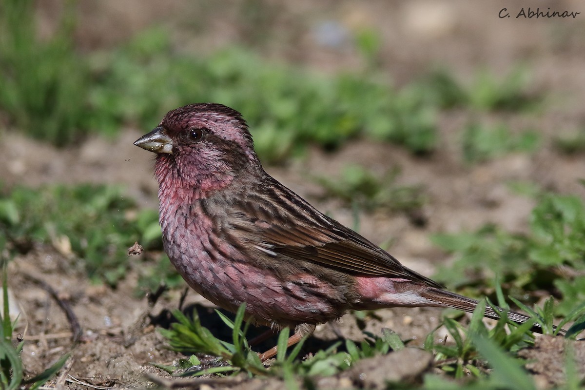 Himalayan Beautiful Rosefinch - C. Abhinav