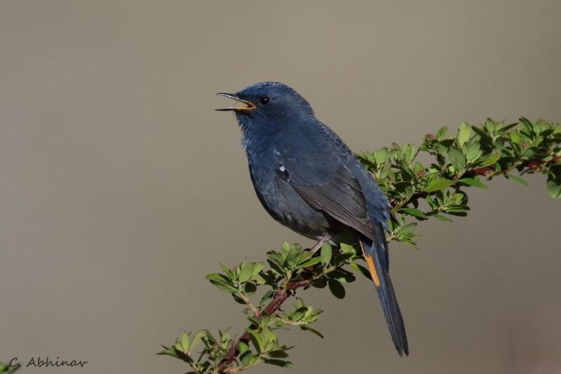 White-bellied Redstart - ML165718131