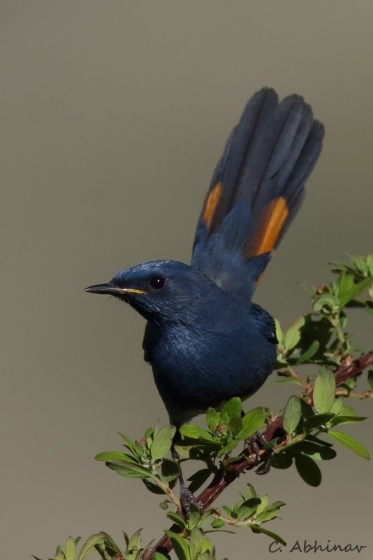 White-bellied Redstart - ML165718141