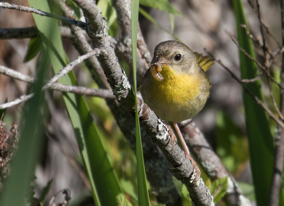 Common Yellowthroat - ML165718551