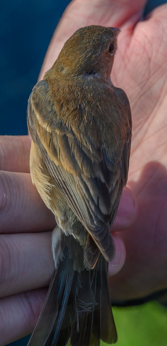 Indigo Bunting - ML165719231