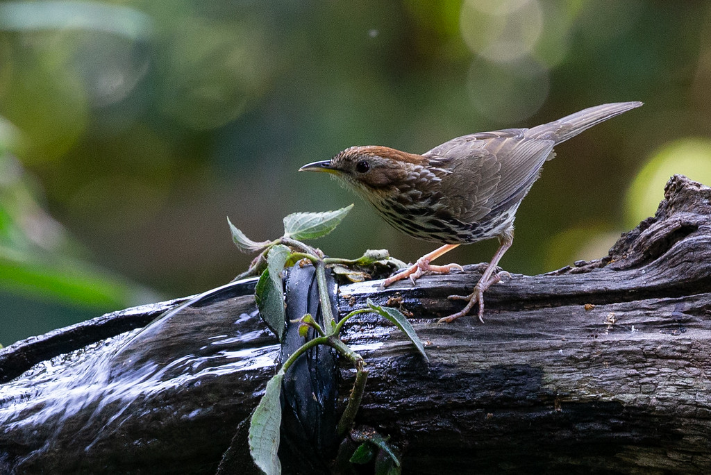 Puff-throated Babbler - Robert Tizard