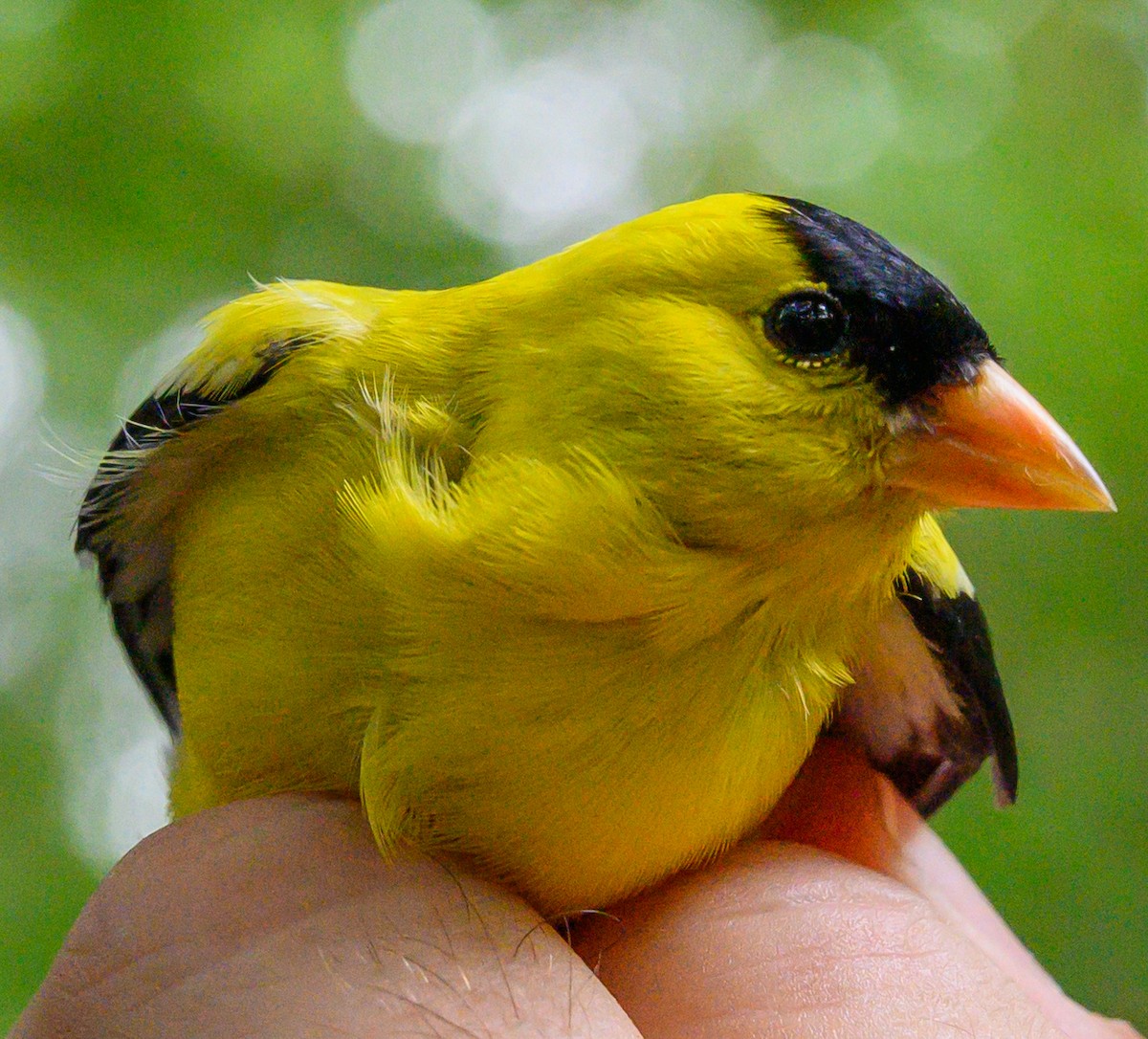 American Goldfinch - ML165719641