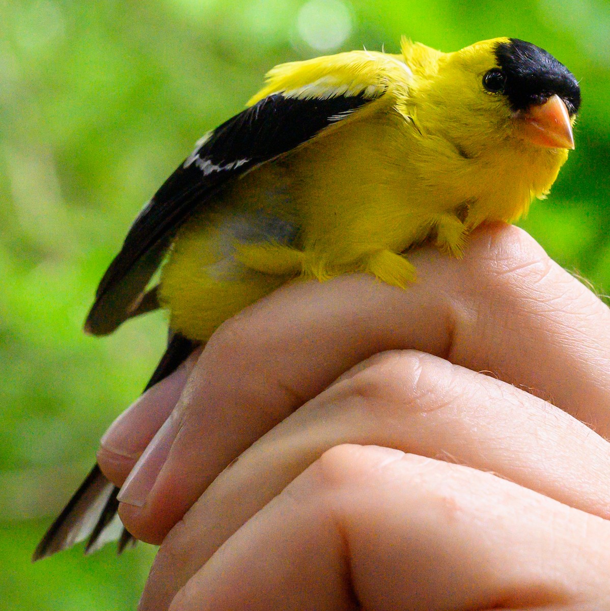 American Goldfinch - ML165719651