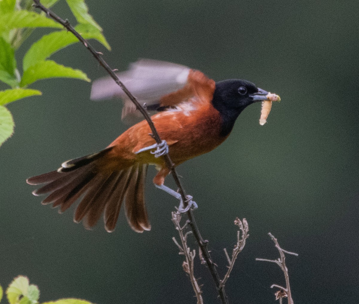 Orchard Oriole - ML165719911