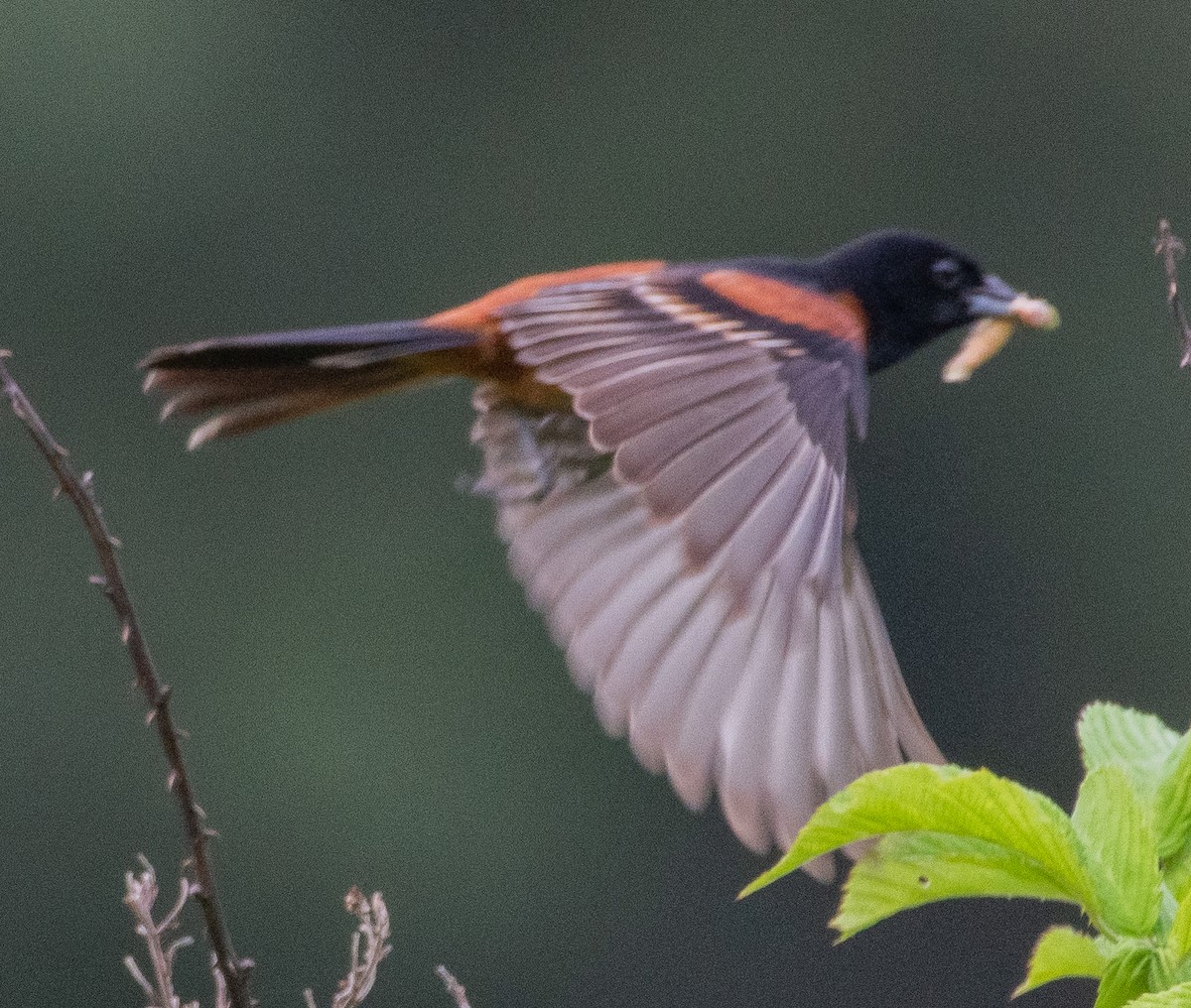 Orchard Oriole - Norman Soskel