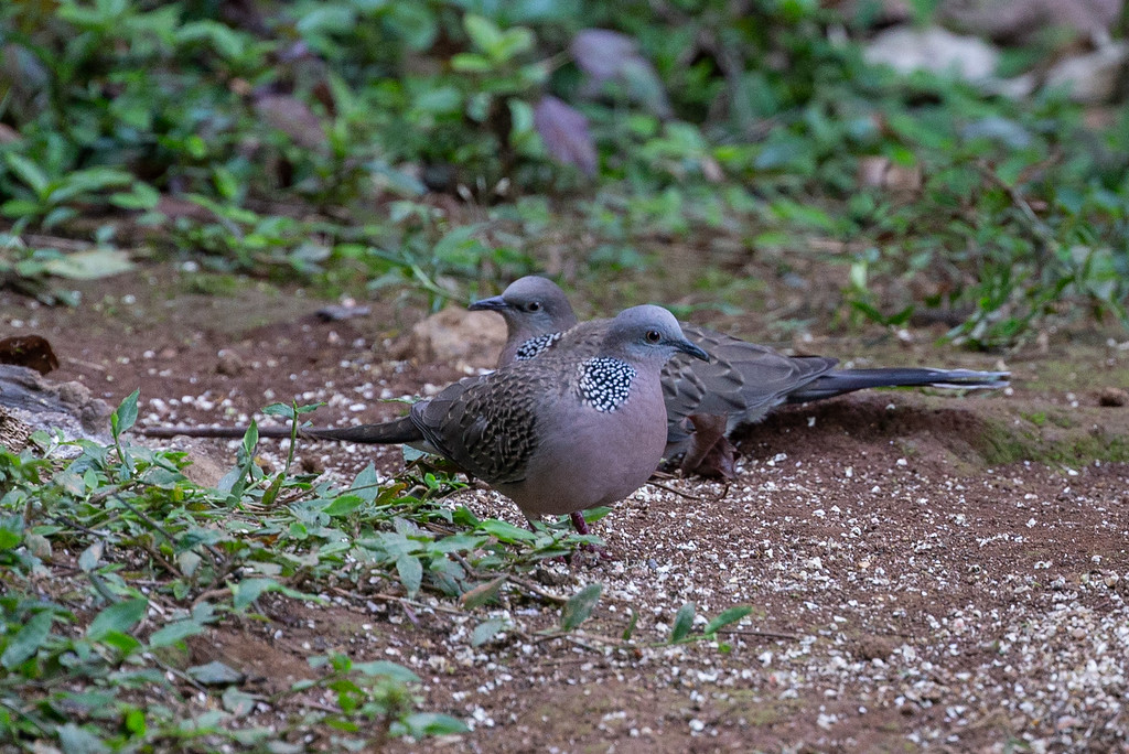 Spotted Dove - Robert Tizard