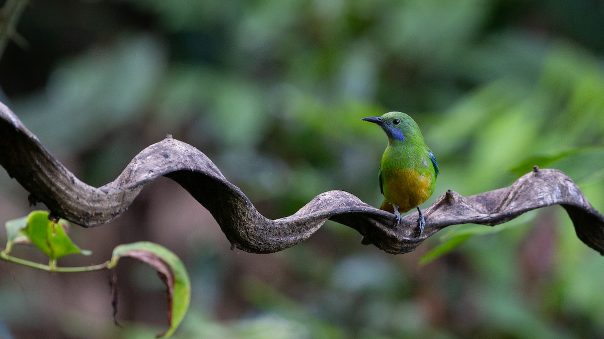 Orange-bellied Leafbird - Robert Tizard