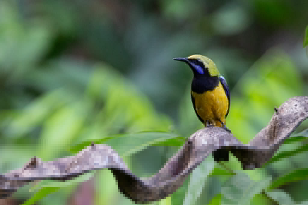 Orange-bellied Leafbird - ML165720531