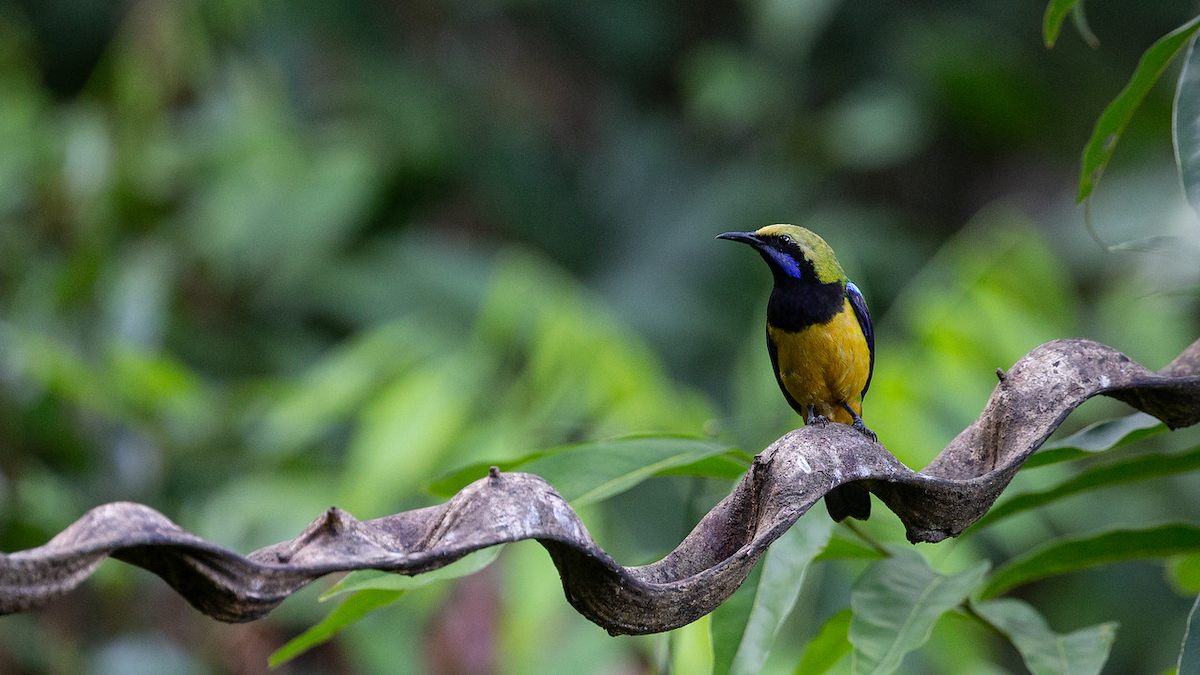 Orange-bellied Leafbird - ML165720601