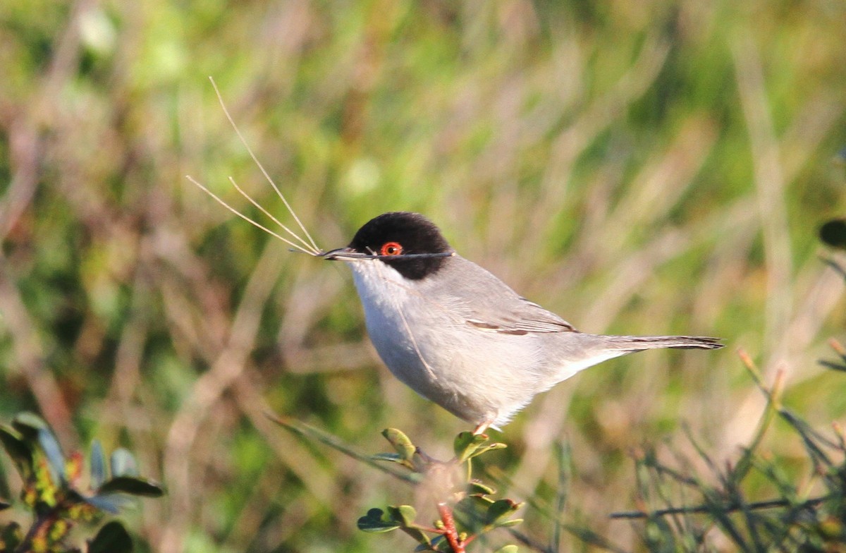 Sardinian Warbler - ML165721431