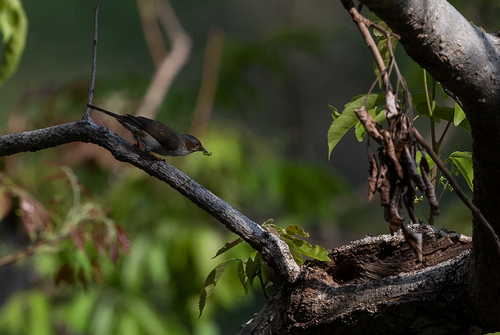 Striated Yuhina - ML165722071