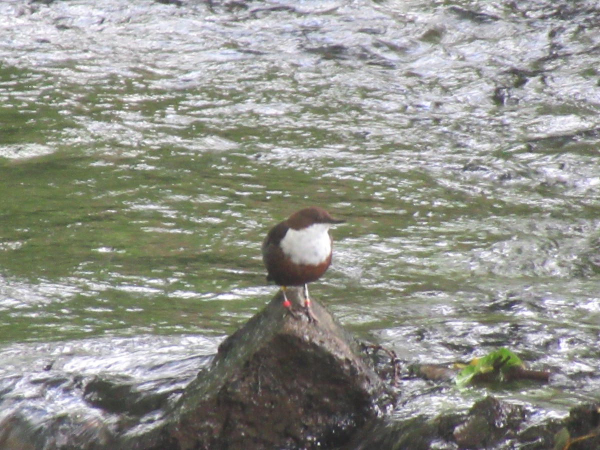 White-throated Dipper - ML165722281