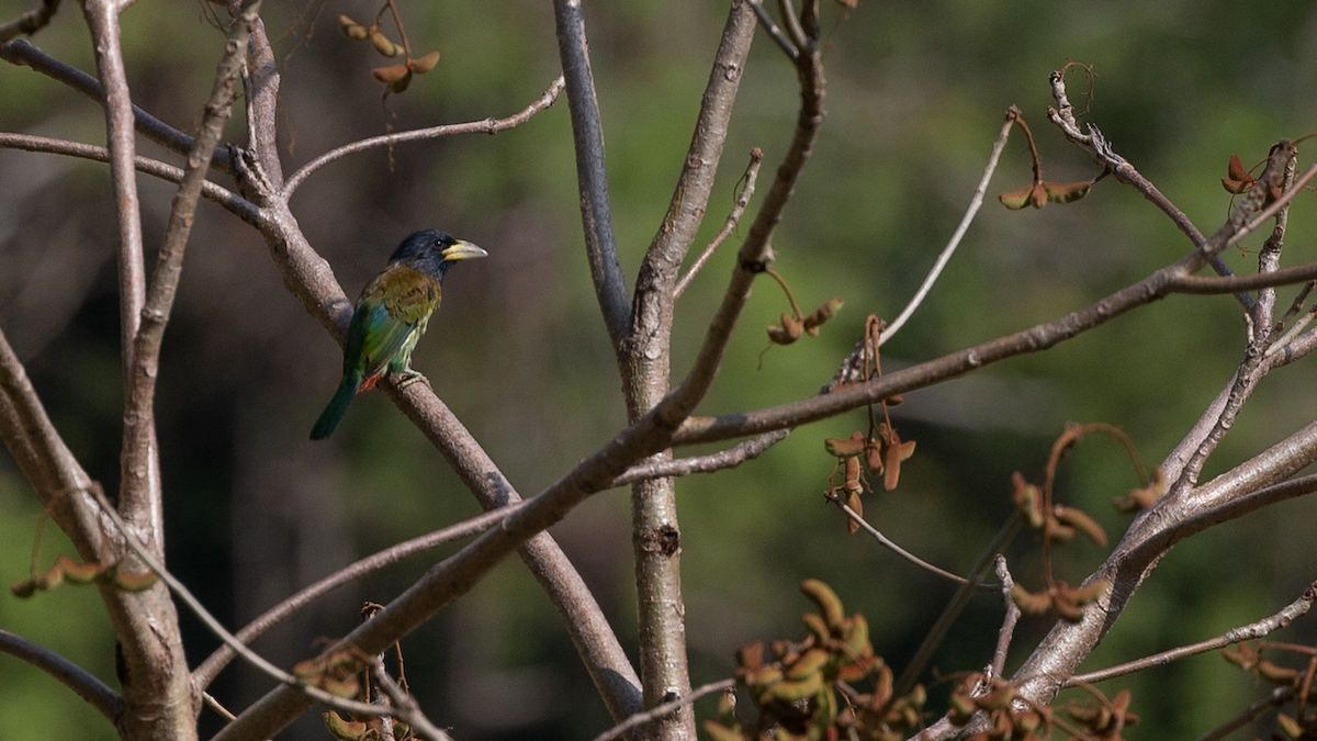 Great Barbet - Robert Tizard