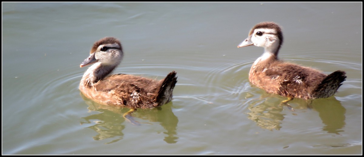 Wood Duck - ML165725791