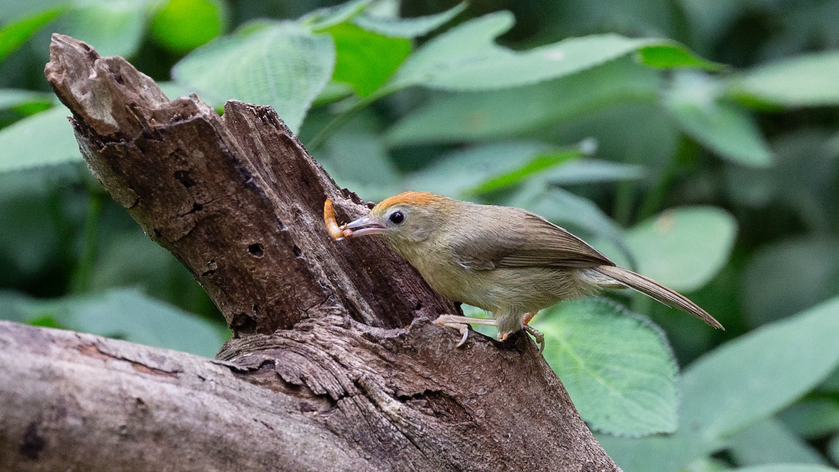 Rufous-capped Babbler - Robert Tizard