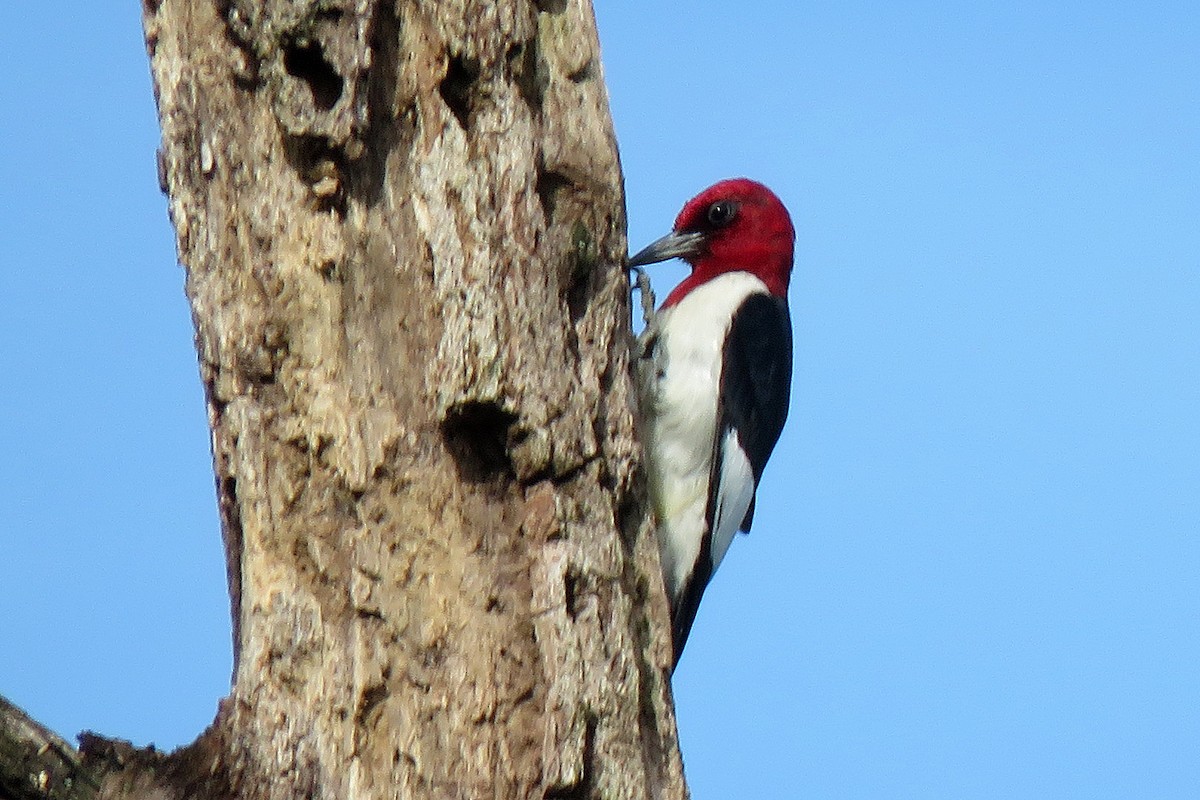 Red-headed Woodpecker - ML165726811