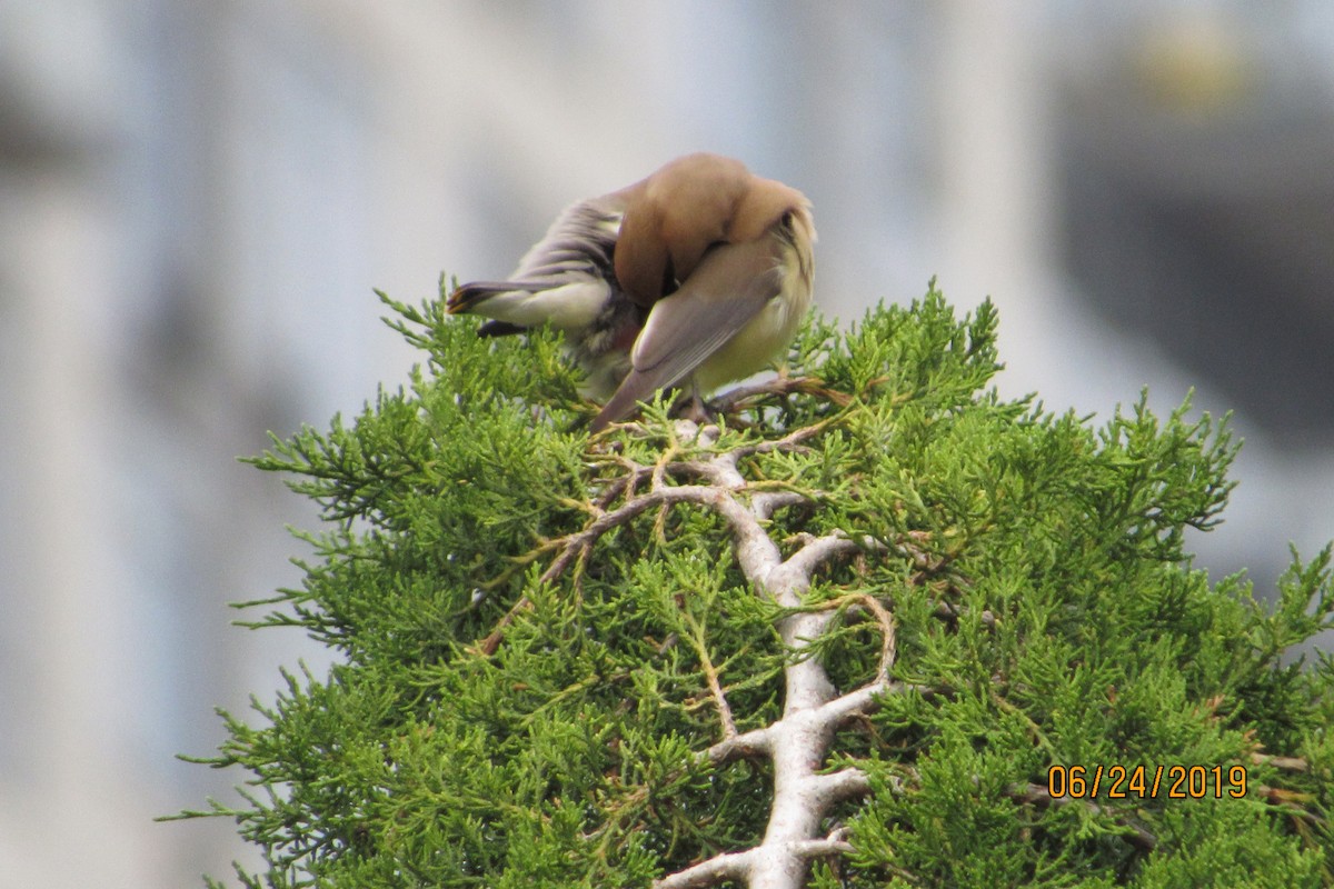 Cedar Waxwing - Mickey Ryan