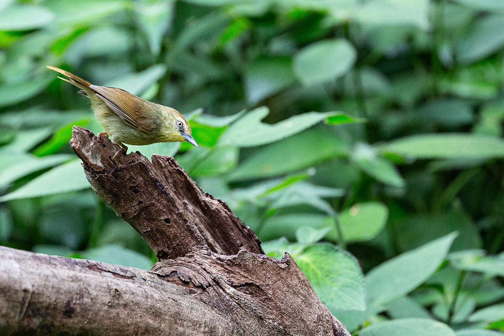 Pin-striped Tit-Babbler - ML165727151