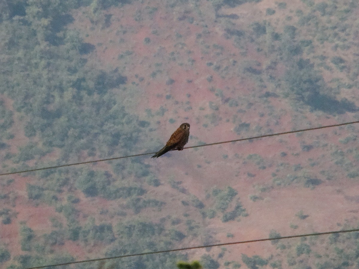 Боривітер звичайний - ML165728091