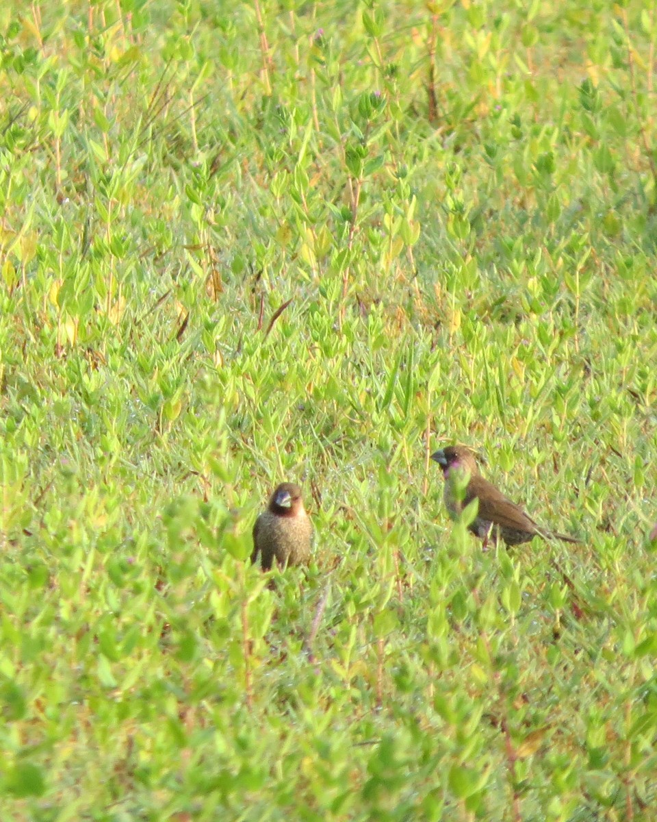 Scaly-breasted Munia - Riza Melicor