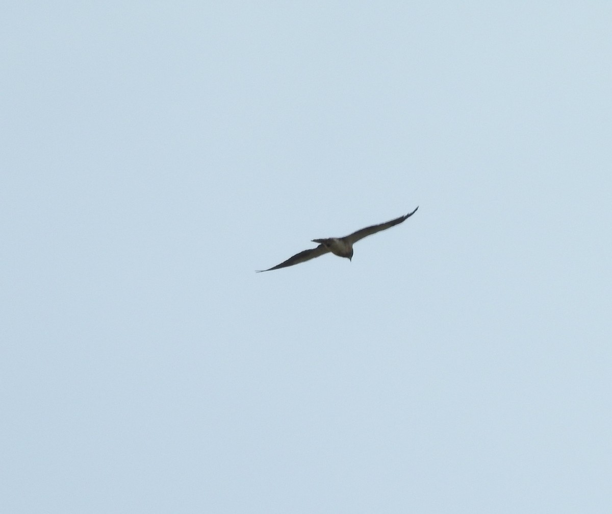 Swainson's Hawk - ML165730711