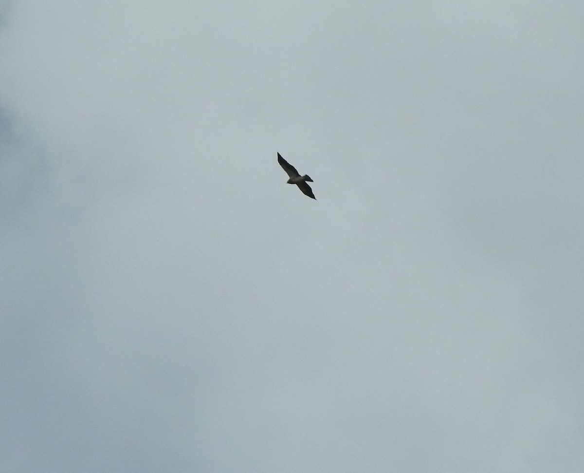 Swainson's Hawk - ML165730791