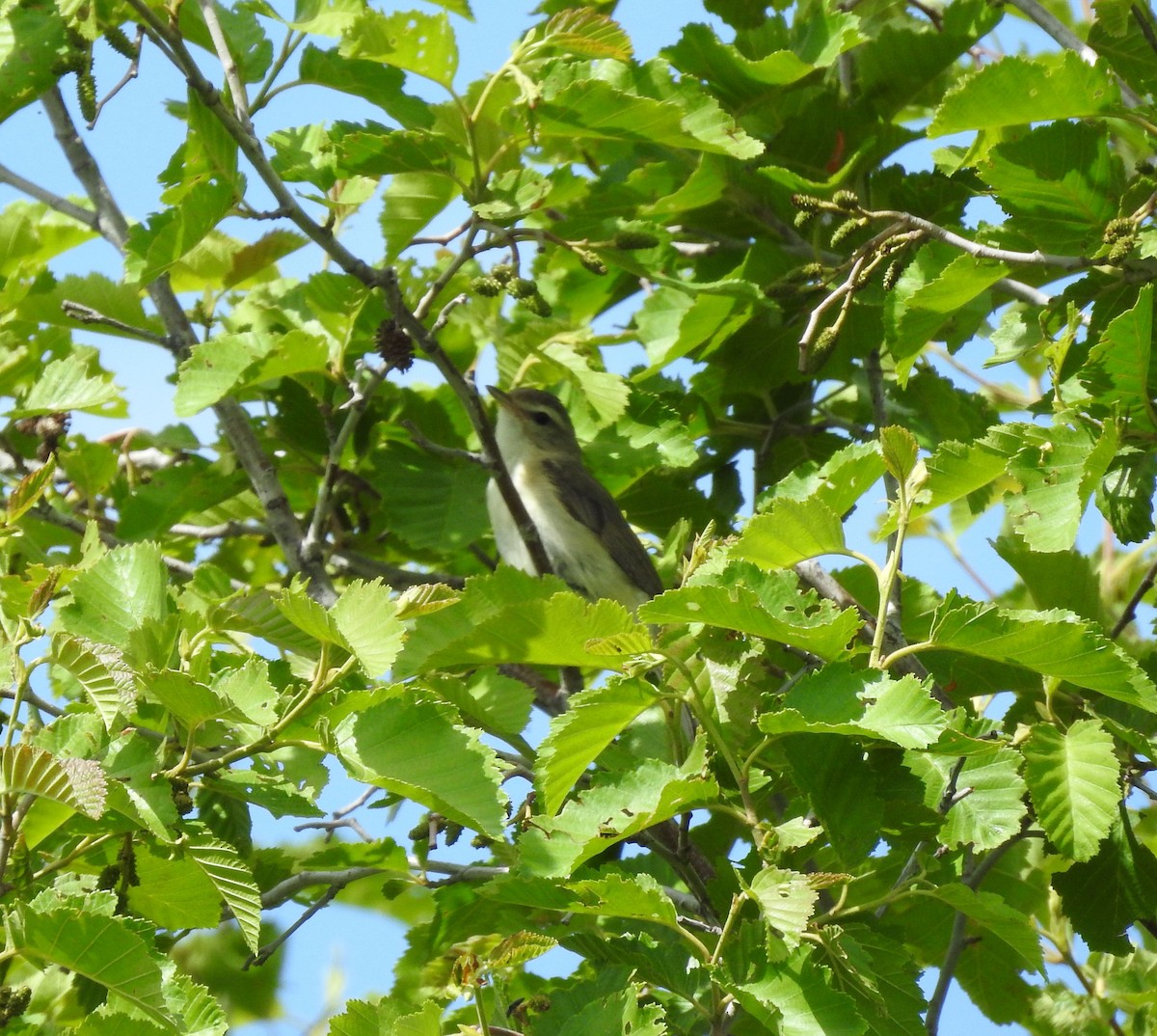 Warbling Vireo - ML165730861