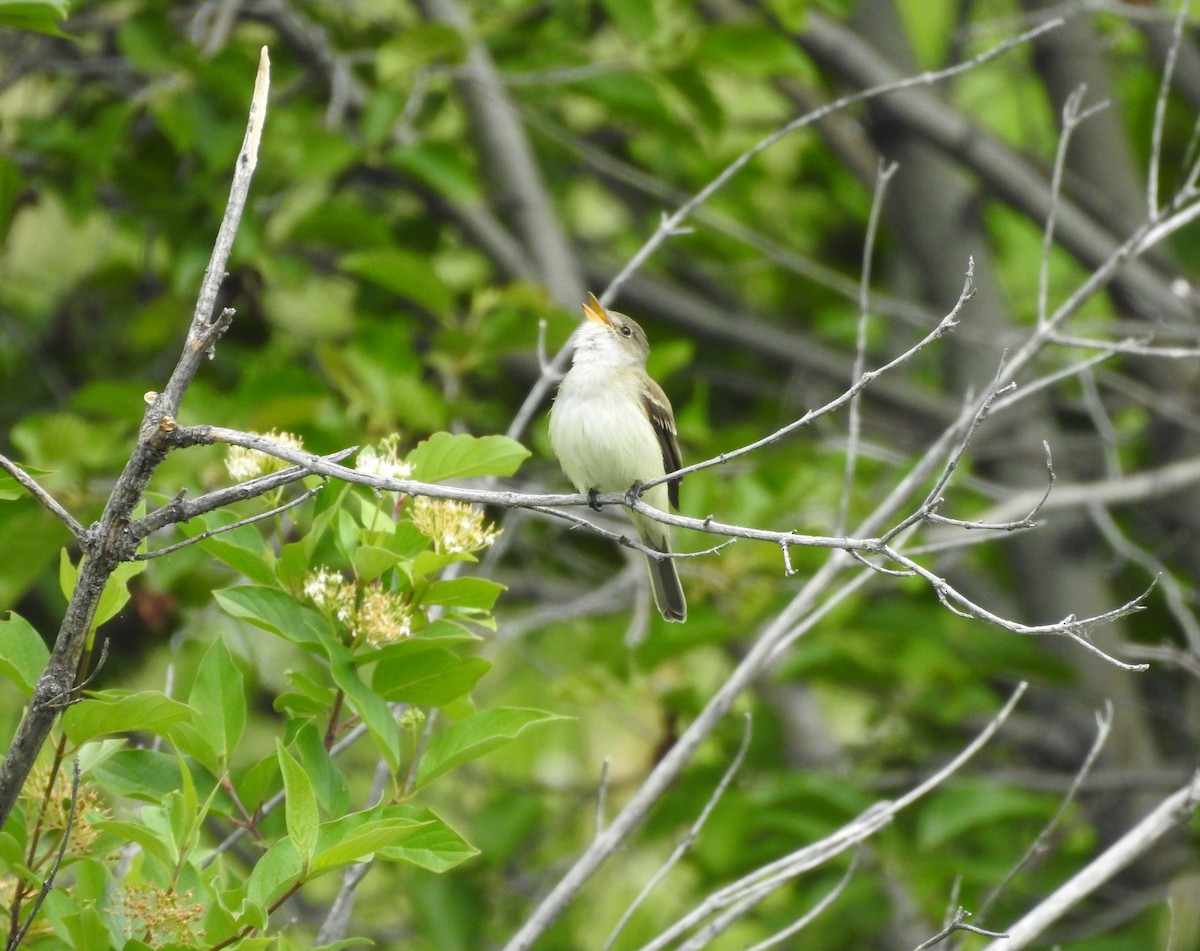 Willow Flycatcher - ML165731001