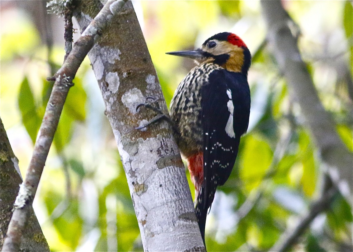 Darjeeling Woodpecker - ML165732541
