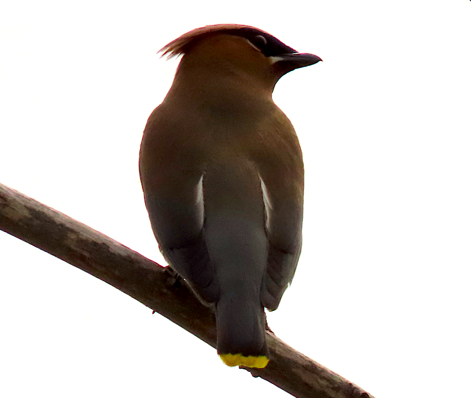 Cedar Waxwing - ML165732951