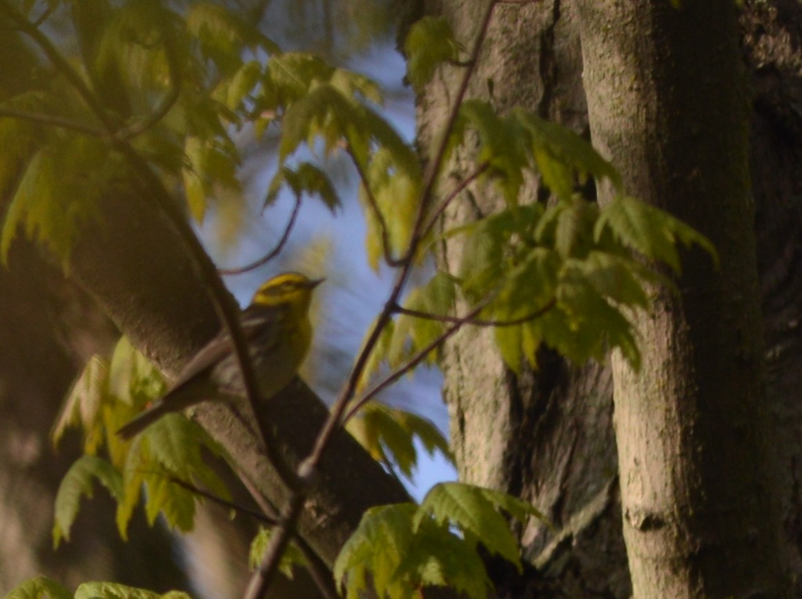 Townsend's Warbler - ML165733811